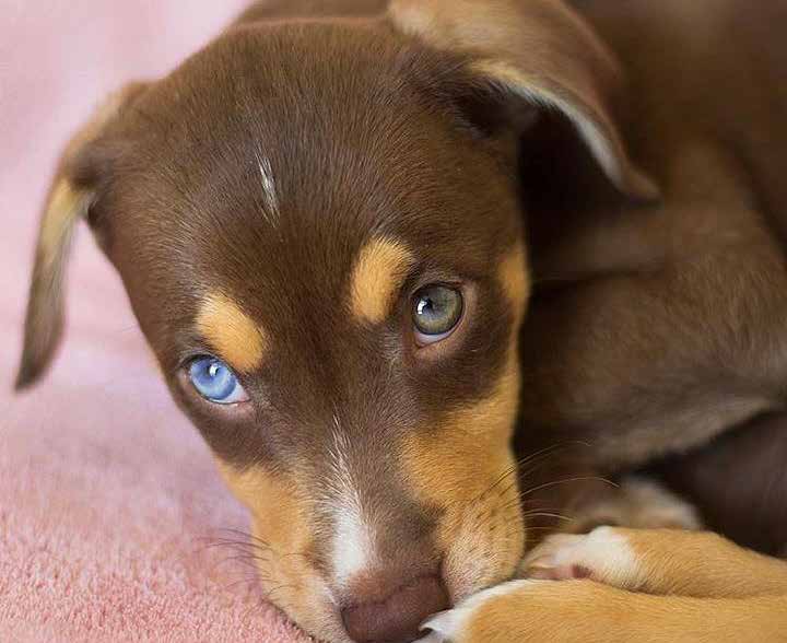 Maya - A cachorrinha que inspirou o projeto
